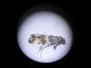 Lobesia abscisana